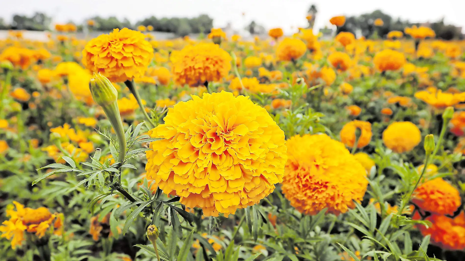 Flores de cempasúchil